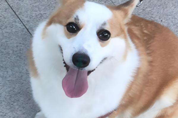 狗狗的跳蚤如何预防，可使用跳蚤喷雾