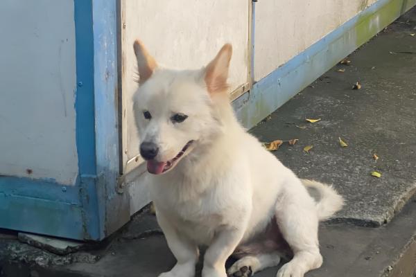 狗狗的跳蚤如何预防，可使用跳蚤喷雾