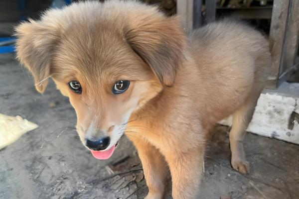 狗狗的跳蚤如何预防，可使用跳蚤喷雾