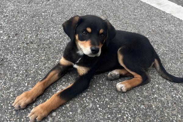 狗狗的跳蚤如何预防，可使用跳蚤喷雾