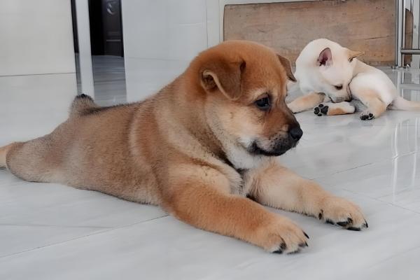 狗狗的跳蚤如何预防，可使用跳蚤喷雾