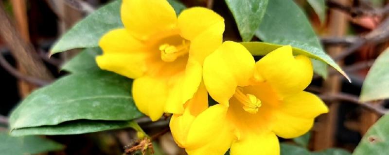 金钩吻的花语是什么，花语是独爱你一人