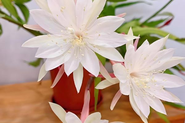 月下美人的简介,一般是指昙花