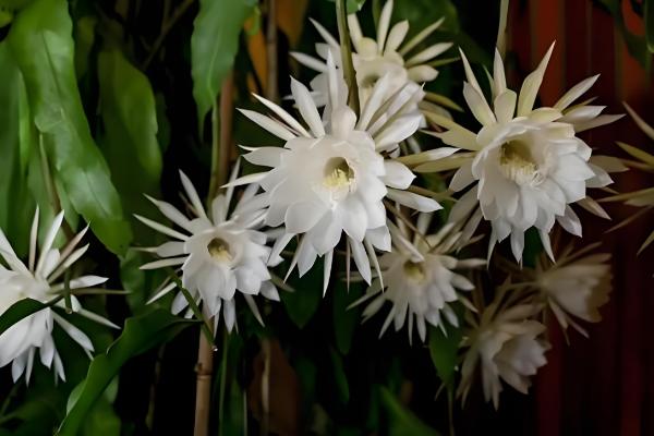 月下美人的简介,一般是指昙花