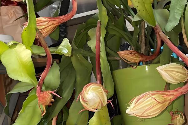 月下美人的简介,一般是指昙花