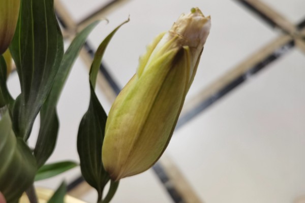 百合花的小花苞为什么会变黑，常见原因有缺光、通风差等