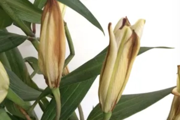 百合花的小花苞为什么会变黑，常见原因有缺光、通风差等