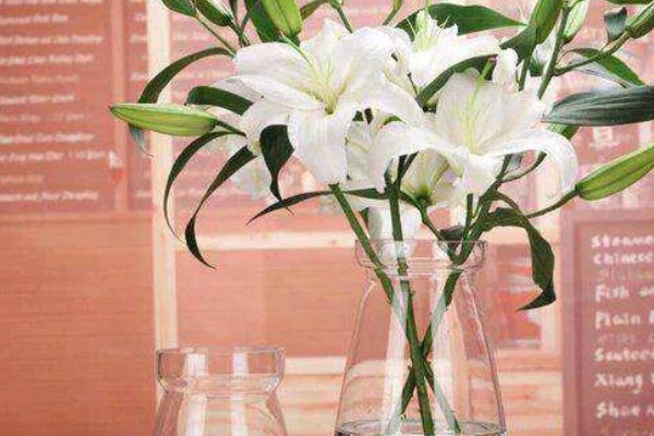 百合花的小花苞为什么会变黑，常见原因有缺光、通风差等