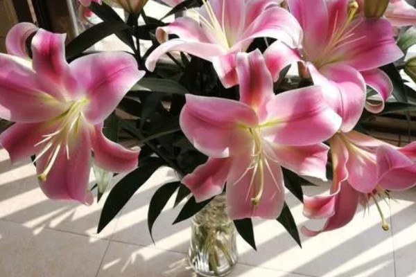 百合花的小花苞为什么会变黑，常见原因有缺光、通风差等