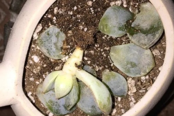 多肉掉叶子的原因，可能是浇水太多、盆土不透气等因素引起