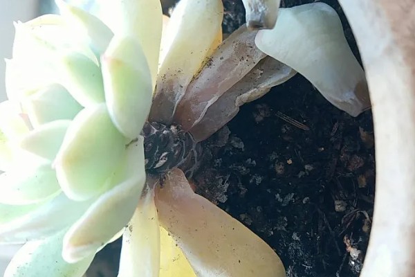 多肉掉叶子的原因，可能是浇水太多、盆土不透气等因素引起