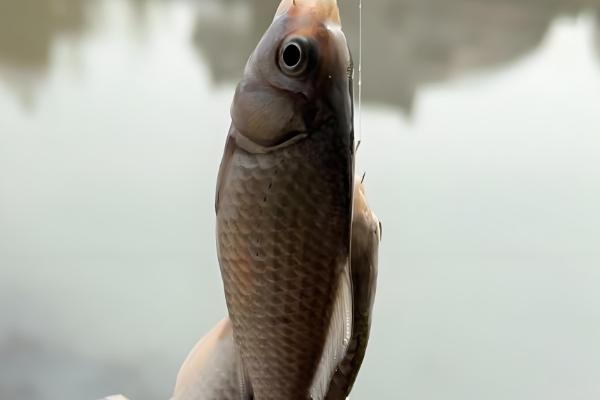 冬季适合在早上还是晚上钓鱼，晴天中午是最佳时间