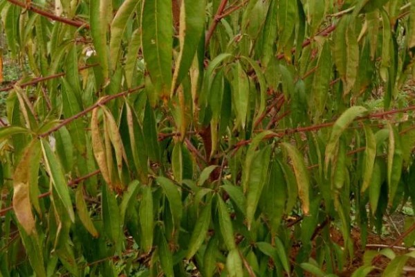 桃树叶子发黄的原因，可能是光照不足所致