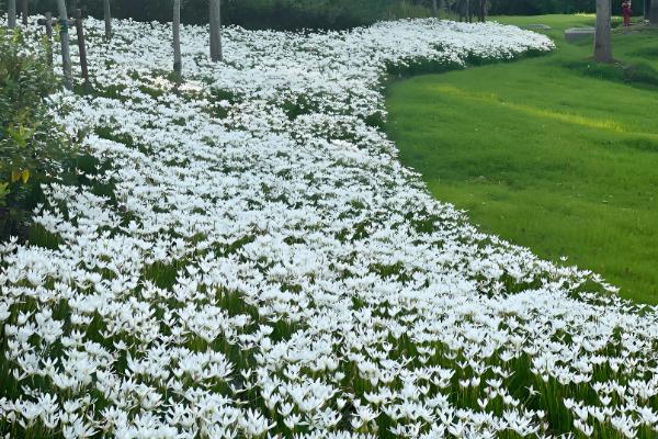 葱兰简介,一般是指葱莲