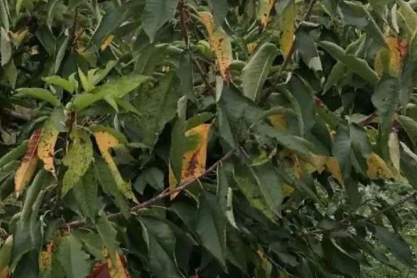 桃树叶子发黄的原因，可能是光照不足所致