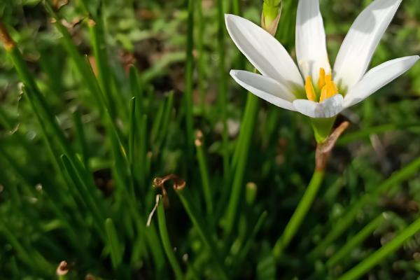 葱兰简介,一般是指葱莲