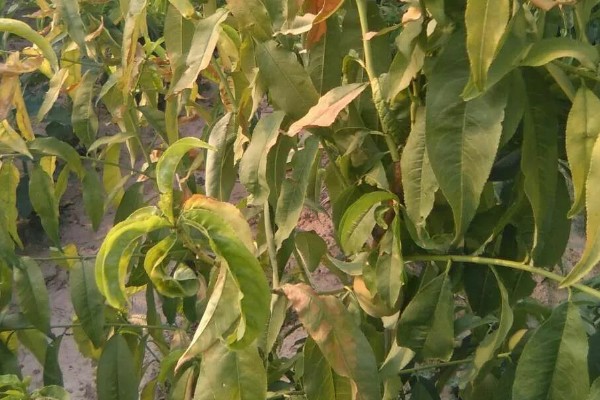 桃树叶子发黄的原因，可能是光照不足所致