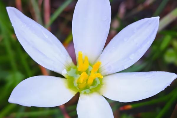 葱兰简介,一般是指葱莲