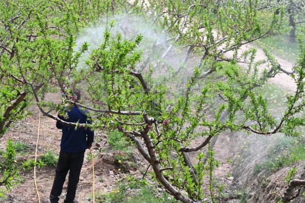 桃树叶子发黄的原因，可能是光照不足所致