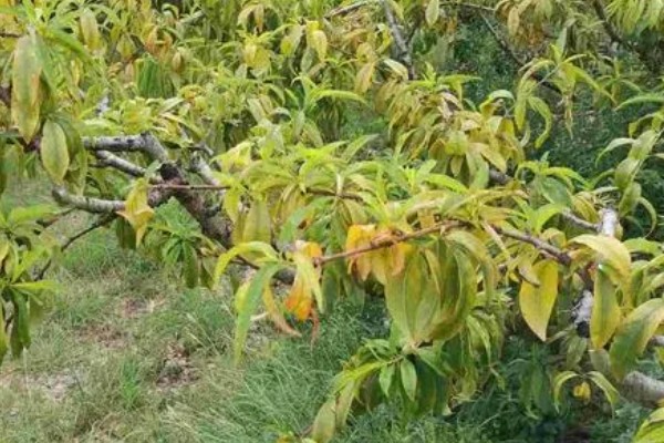 桃树叶子发黄的原因，可能是光照不足所致