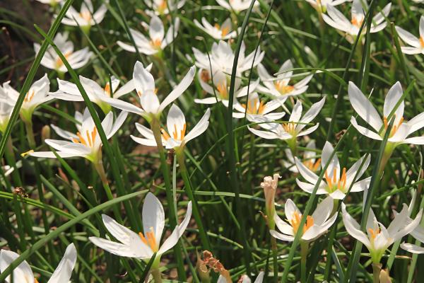 葱兰简介,一般是指葱莲