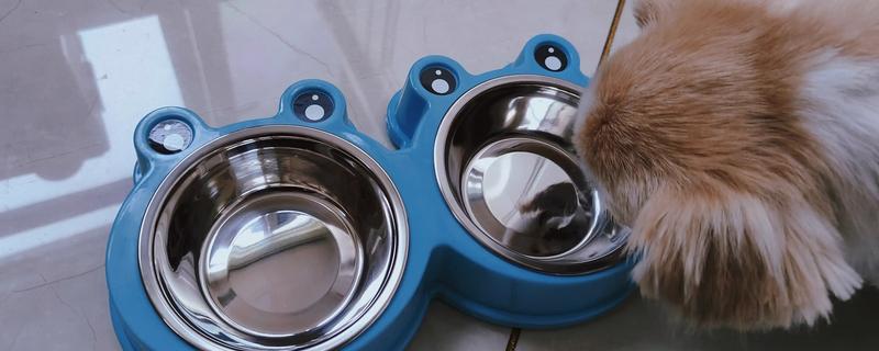 饲养犬猫的必备物品，有窝、粮食等