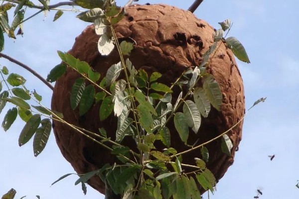马蜂的蜂窝里有没有蜂蜜，马蜂窝里没有蜂蜜