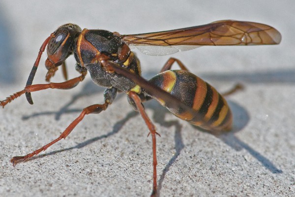马蜂的蜂窝里有没有蜂蜜，马蜂窝里没有蜂蜜