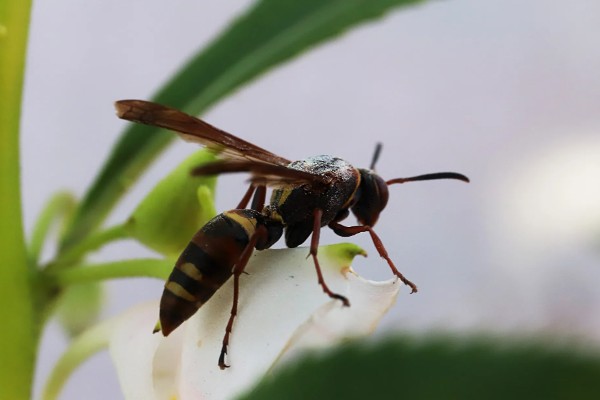马蜂的蜂窝里有没有蜂蜜，马蜂窝里没有蜂蜜