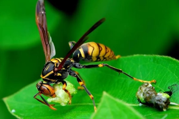 马蜂的蜂窝里有没有蜂蜜，马蜂窝里没有蜂蜜