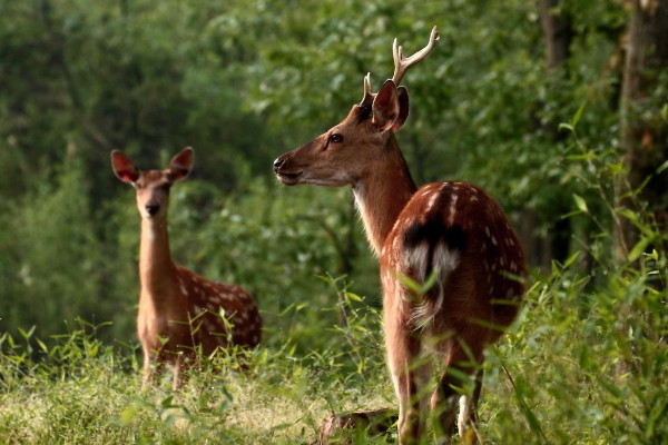 梅花鹿有什么寓意，代表福禄双全、美丽优雅等含义