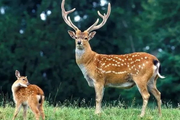 梅花鹿有什么寓意，代表福禄双全、美丽优雅等含义