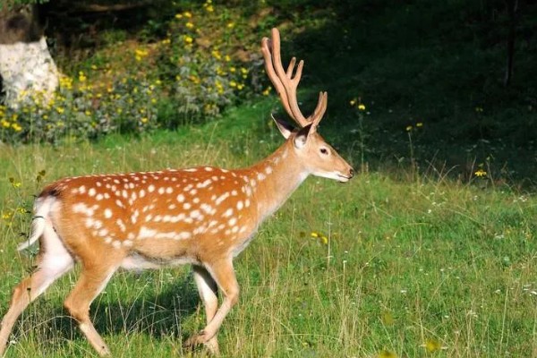 梅花鹿有什么寓意，代表福禄双全、美丽优雅等含义