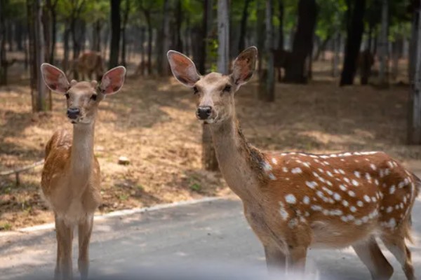 梅花鹿有什么寓意，代表福禄双全、美丽优雅等含义
