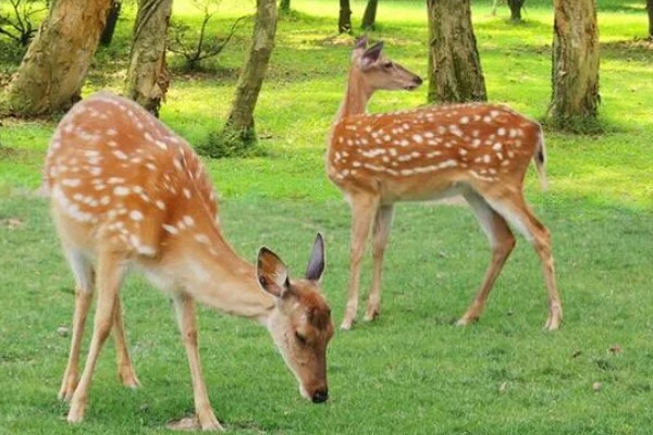 梅花鹿有什么寓意，代表福禄双全、美丽优雅等含义