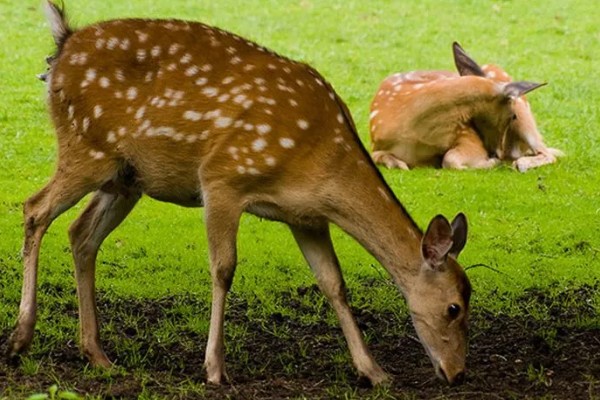 梅花鹿有什么寓意，代表福禄双全、美丽优雅等含义