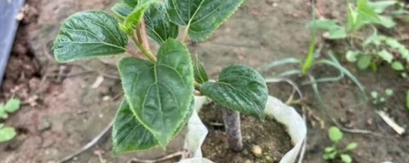 猕猴桃什么时候扦插，7-9月份比较合适