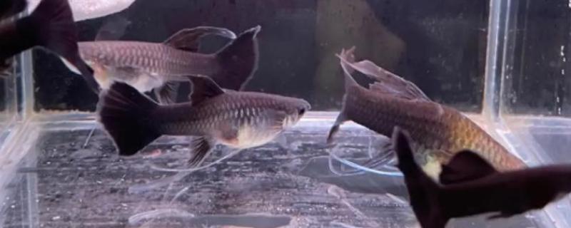 孔雀鱼大c和小c的区别，区别就是背鳍的拉丝