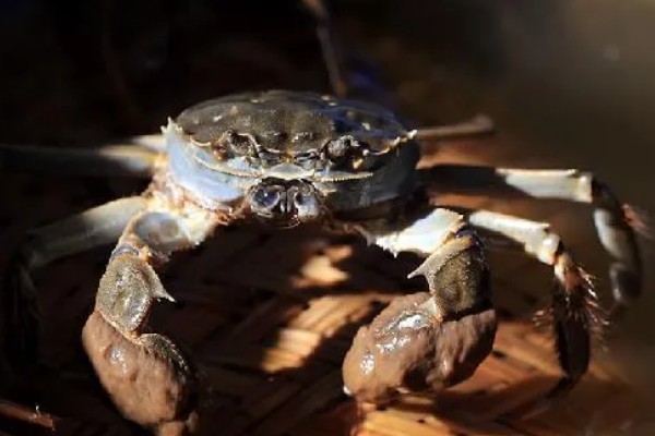 七里海大闸蟹的产地，是天津市宁河区特产