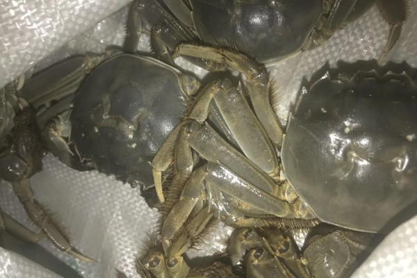 七里海大闸蟹的产地，是天津市宁河区特产