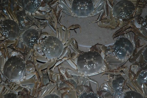 七里海大闸蟹的产地，是天津市宁河区特产