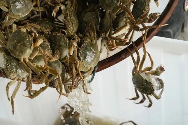 七里海大闸蟹的产地，是天津市宁河区特产