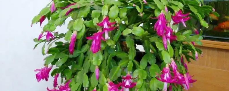 蟹爪兰长出花苞后要遮光吗，每天要接受4-6小时的光照