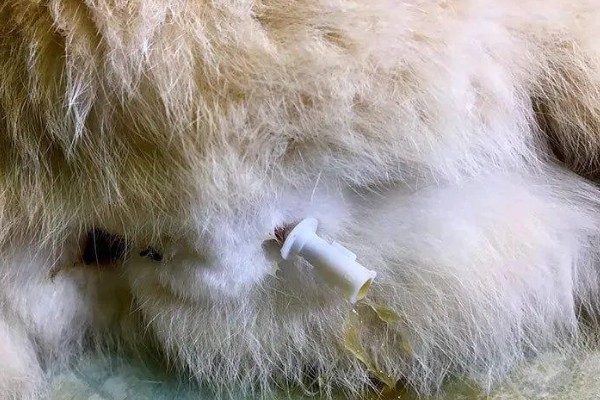 春季猫尿道疾病的预防，应适当增加运动量