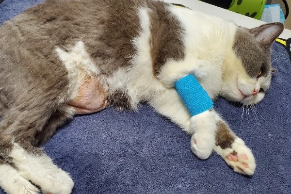 春季猫尿道疾病的预防，应适当增加运动量