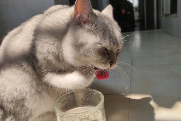 春季猫尿道疾病的预防，应适当增加运动量