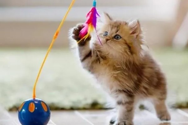 春季猫尿道疾病的预防，应适当增加运动量