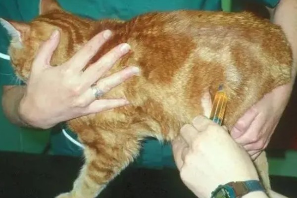 春季猫尿道疾病的预防，应适当增加运动量