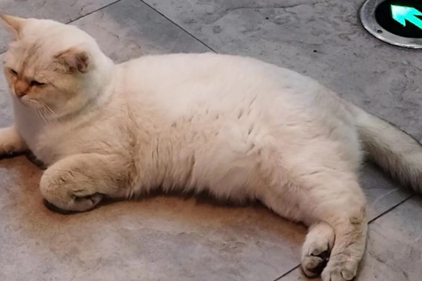 春季猫尿道疾病的预防，应适当增加运动量