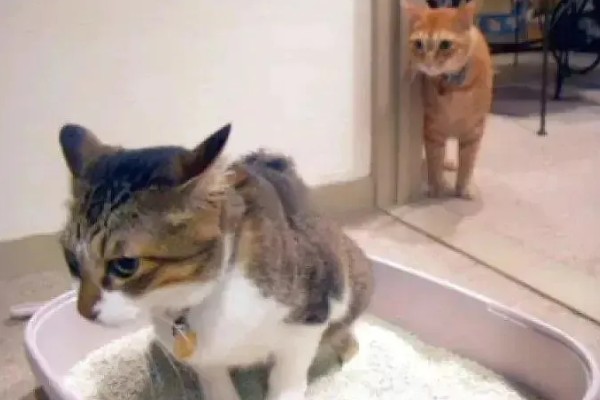 春季猫尿道疾病的预防，应适当增加运动量